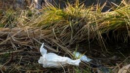 Věžického rybníkaCharousek